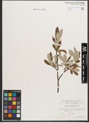 Foto von Salix helvetica Vill.